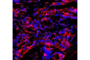 Immunofluorescence of paraffin embedded mouse colon using Annexin-A4 (ABIN7073066) at dilution of 1: 1800 (400x lens) (Annexin IV antibody)