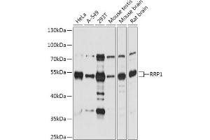 Western blot analysis of extracts of various cell lines, using RRP1 antibody (ABIN7270043) at 1:1000 dilution. (RRP1 antibody  (AA 26-253))