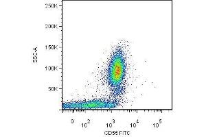 Surface staining of human peripheral blood leukocytes by mouse monoclonal anti-CD55 antibody MEM-118 . (CD55 antibody  (Biotin))