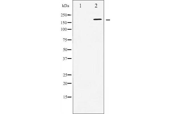 WNK1 antibody  (N-Term)