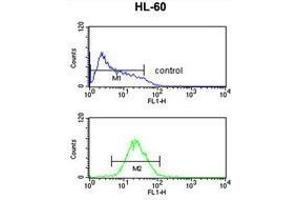 TNFRSF14 Antibody (Center) flow cytometric analysis of HL-60 cells (bottom histogram) compared to a negative control cell (top histogram). (HVEM antibody  (Middle Region))