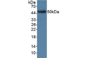 Western blot analysis of recombinant Pig BMP4. (BMP4 antibody  (AA 25-201))