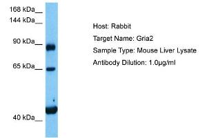 Host:  Mouse  Target Name:  GRIA2  Sample Tissue:  Mouse Liver  Antibody Dilution:  1ug/ml (GRIA2 antibody  (N-Term))