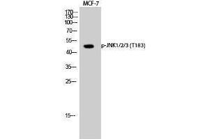 Western Blotting (WB) image for anti-Mitogen-Activated Protein Kinase 8 (MAPK8) (pThr183) antibody (ABIN3179463) (JNK antibody  (pThr183))