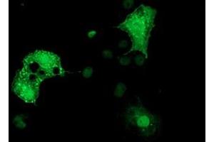 Anti-DTNA mouse monoclonal antibody (ABIN2454049) immunofluorescent staining of COS7 cells transiently transfected by pCMV6-ENTRY DTNA (RC223952). (DTNA antibody)