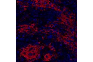 Immunofluorescence (IF) image for anti-CD40 (CD40) (AA 227-277) antibody (ABIN7454023) (Recombinant CD40 antibody  (AA 227-277))