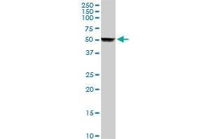 CYP2A6 MaxPab rabbit polyclonal antibody. (CYP2A6 antibody  (AA 1-494))