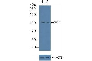Western Blotting (WB) image for anti-Exportin 1 (XPO1) (AA 917-1071) antibody (ABIN7440803)