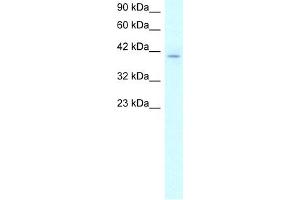 WB Suggested Anti-RUVBL2 Antibody Titration:  2. (RUVBL2 antibody  (N-Term))