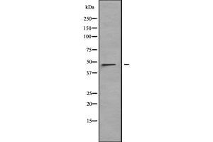 Western blot analysis of LRRC42 expression in HT1080 cell lysate,The lane on the left is treated with the antigen-specific peptide. (LRRC42 antibody  (N-Term))