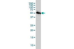 AKT3 monoclonal antibody (M03), clone 3F3 Western Blot analysis of AKT3 expression in HeLa . (AKT3 antibody  (AA 100-189))