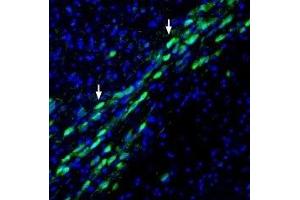 Expression of NHE1 in mouse substantia nigra pars compacta - Immunohistochemical staining of perfusion-fixed frozen mouse brain sections with Anti-Na+/H+ Exchanger 1 (NHE-1) (extracellular) Antibody (ABIN7043761, ABIN7044873 and ABIN7044874), (1:200), followed by goat-anti-rabbit-AlexaFluor-488. (SLC9A1 antibody  (1st Extracellular Loop))