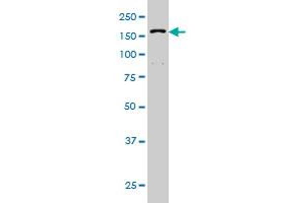 DHX9 antibody  (AA 1-90)