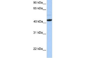 WB Suggested Anti-EDAR Antibody Titration:  0. (EDAR antibody  (Middle Region))