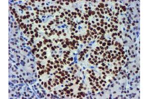 Image no. 1 for anti-Ubiquitin Specific Peptidase 7 (Herpes Virus-Associated) (USP7) antibody (ABIN1498592) (USP7 antibody)