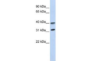 WB Suggested Anti-GPR27 Antibody Titration:  0. (GPR27 antibody  (Middle Region))