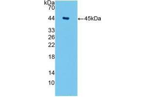 Western blot analysis of recombinant Human AQP4. (Aquaporin 4 antibody  (AA 178-317))