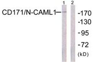 Western blot analysis of extracts from K562 cells, using CD171/N-CAML1 (Ab-1181) Antibody. (L1CAM antibody  (AA 1147-1196))
