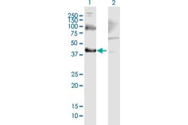 THO Complex 3 antibody  (AA 1-351)