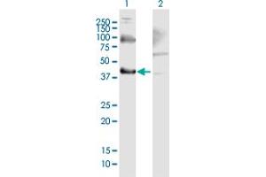 Western Blot analysis of THOC3 expression in transfected 293T cell line by THOC3 MaxPab polyclonal antibody. (THO Complex 3 antibody  (AA 1-351))