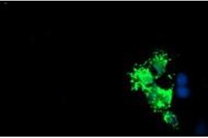 Anti-LCMT1 mouse monoclonal antibody (ABIN2454745) immunofluorescent staining of COS7 cells transiently transfected by pCMV6-ENTRY LCMT1 (RC200018). (LCMT1 antibody)