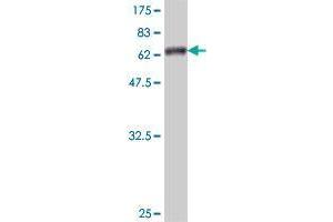 Western Blot detection against Immunogen (64. (MUL1 antibody  (AA 1-352))