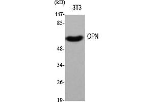 Western Blot analysis of various cells using OPN Polyclonal Antibody diluted at 1:500. (Osteopontin antibody  (AA 230-310))