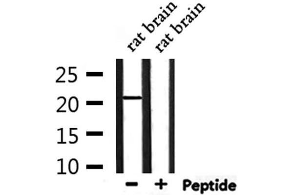 TMEM37 antibody  (N-Term)