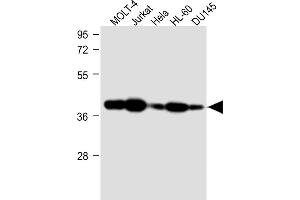 All lanes : Anti-ADA Antibody (C-term) at 1:1000 dilution Lane 1: MOLT-4 whole cell lysate Lane 2: Jurkat whole cell lysate Lane 3: Hela whole cell lysate Lane 4: HL-60 whole cell lysate Lane 5: D whole cell lysate Lysates/proteins at 20 μg per lane. (ADA antibody  (C-Term))