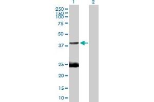 Western Blot analysis of EAF1 expression in transfected 293T cell line by EAF1 MaxPab polyclonal antibody. (EAF1 antibody  (AA 1-268))