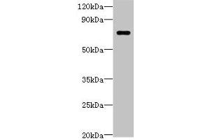 Western blot All lanes: LRRC40 antibody at 2 μg/mL + 293T whole cell lysate Secondary Goat polyclonal to rabbit IgG at 1/10000 dilution Predicted band size: 69 kDa Observed band size: 69 kDa (LRRC4 antibody  (AA 1-602))