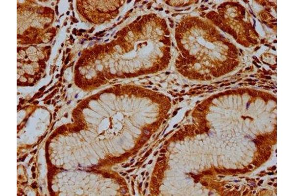 RPP38 antibody  (AA 210-283)