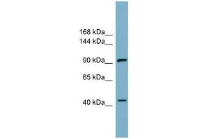 ITCH antibody used at 1 ug/ml to detect target protein. (ITCH antibody)