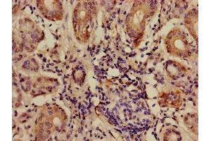 Immunohistochemistry of paraffin-embedded human salivary gland tissue using ABIN7144122 at dilution of 1:100 (ANGPTL7 antibody  (AA 27-296))