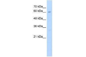 KIAA0859 antibody used at 2. (METTL13 antibody  (C-Term))