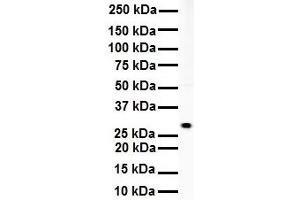 WB Suggested Anti-RNF2 antibody Titration: 1 ug/mL Sample Type: Human Daudi (RNF2 antibody  (Middle Region))