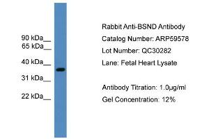 WB Suggested Anti-BSND  Antibody Titration: 0. (BSND antibody  (Middle Region))