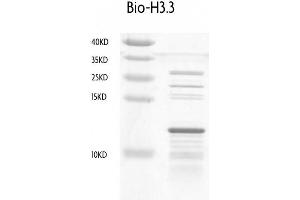 Recombinant Histone H3. (Histone H3.3 Protein (biotinylated, C-Term, full length))