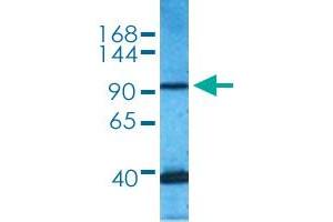 MECOM antibody  (AA 964-1013)