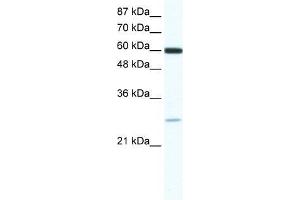 ZFP91 antibody used at 0.