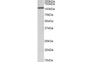 ABIN2561626 (1µg/ml) staining Rat Testis lysate (35µg protein in RIPA buffer). (CEBPZ antibody  (AA 620-633))