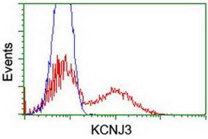 HEK293T cells transfected with either RC205322 overexpress plasmid (Red) or empty vector control plasmid (Blue) were immunostained by anti-KCNJ3 antibody (ABIN2455485), and then analyzed by flow cytometry. (KCNJ3 antibody  (AA 279-501))