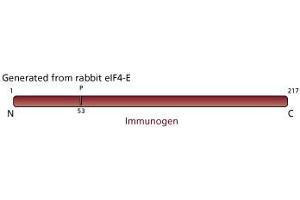 Image no. 3 for anti-Eukaryotic Translation Initiation Factor 4E (EIF4E) (AA 1-217) antibody (ABIN967870) (EIF4E antibody  (AA 1-217))