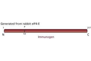 Image no. 3 for anti-Eukaryotic Translation Initiation Factor 4E (EIF4E) (AA 1-217) antibody (ABIN967870)