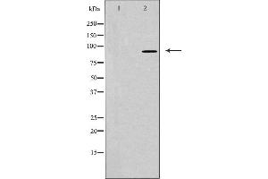 Western blot analysis of extracts from HeLa cells using BCAR3 antibody.