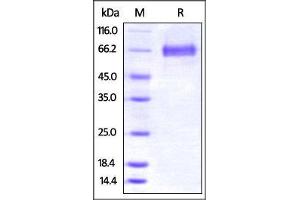 Mouse 4-1BB Ligand , Fc Tag on SDS-PAGE under reducing (R) condition.