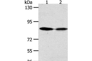Western Blot analysis of Hela and SKOV3 cell using ADAM11 Polyclonal Antibody at dilution of 1:500 (ADAM11 antibody)