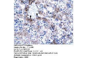 Human Liver (SUB1 antibody  (Middle Region))