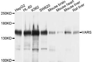 Western blot analysis of extracts of various cells, using VARS antibody. (VARS antibody)