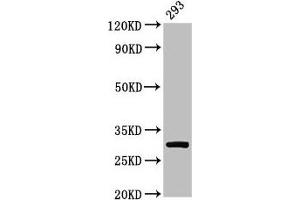 Western Blot Positive WB detected in: 293 whole cell lysate All lanes: RPA2 antibody at 2 μg/mL Secondary Goat polyclonal to rabbit IgG at 1/50000 dilution Predicted band size: 30, 31, 39 kDa Observed band size: 30 kDa (RPA2 antibody  (AA 1-267))